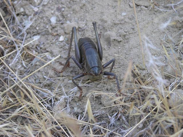 A "Mormon Cricket" - one of several to be found near the confluence point