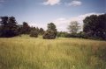 #4: Conifer trees at the edge of a field