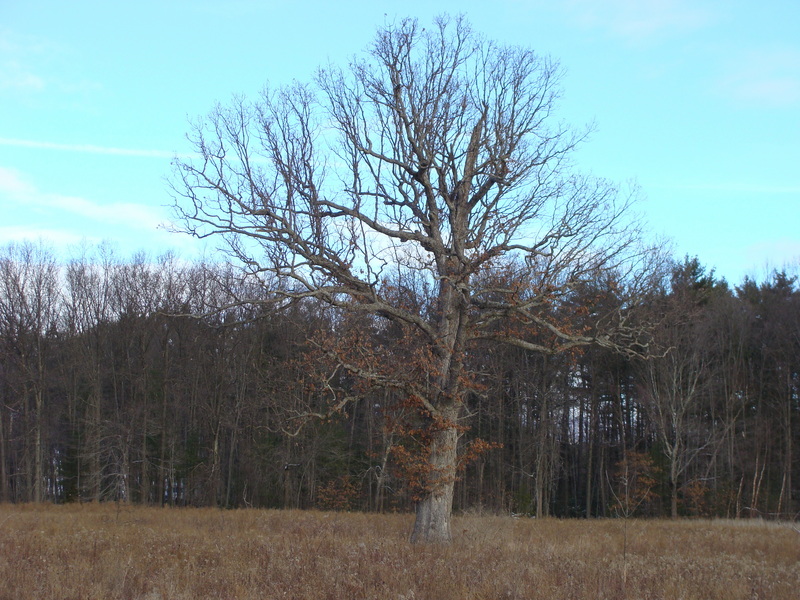 A lone tree dominates the scene north of 42N 74W