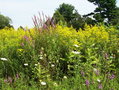 #7: Purple loosestrife, goldenrod and Queen Anne's lace near the confluence