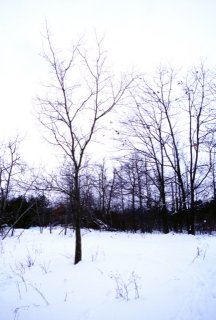 #1: Tree in a snowy clearing