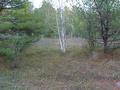 #4: Confluence Area View #3 - the lonely little birch tree watches me!