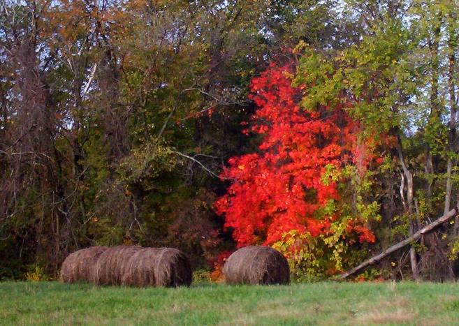 Fall colors and rolls of hay near the confluence.