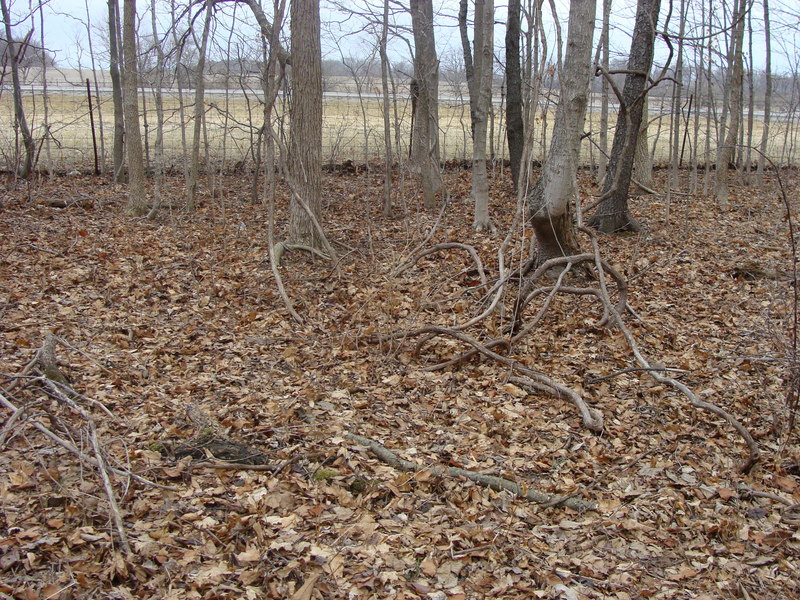 40N 84E lies in bare woods just east of the North Dayton – Lakeview Road.