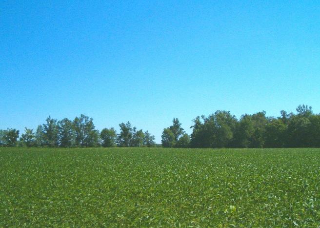 Soybean field under a blue sky