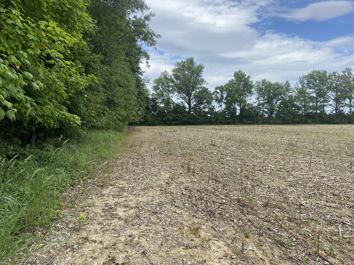 View to the north from the field, just to the east of the confluence. 