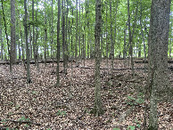 #2: View to the north from the confluence point. 