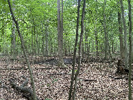 #4: View to the south from the confluence point. 