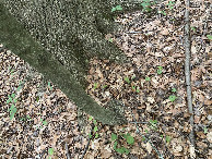 #8: Ground cover at the confluence site. 