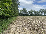 #9: View to the north from the field, just to the east of the confluence. 