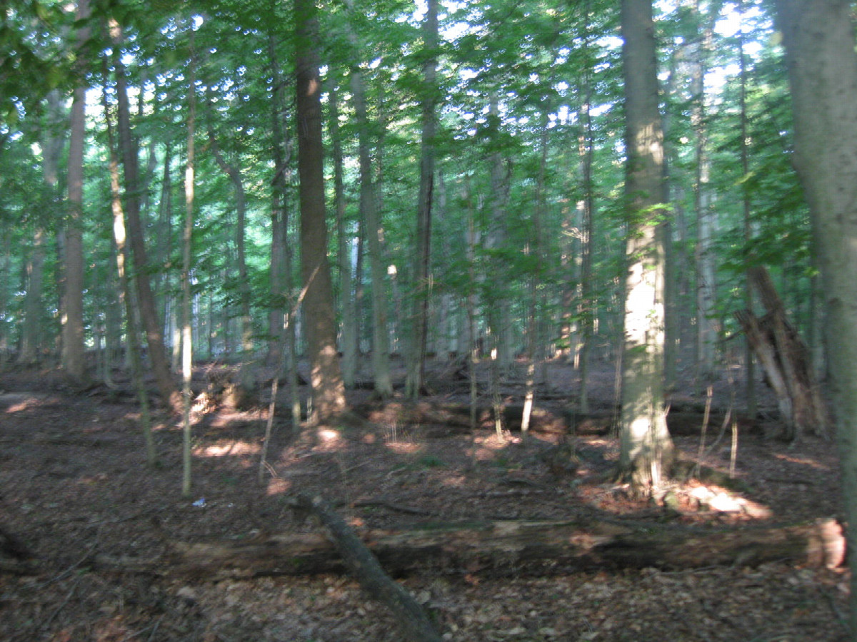 View to the west