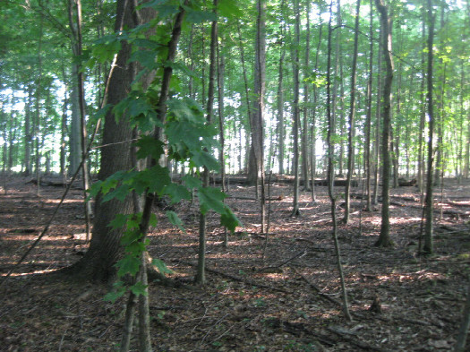 #1: View to the north, confluence at roughly the leaves in the foreground