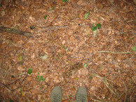 #5: Ground cover
