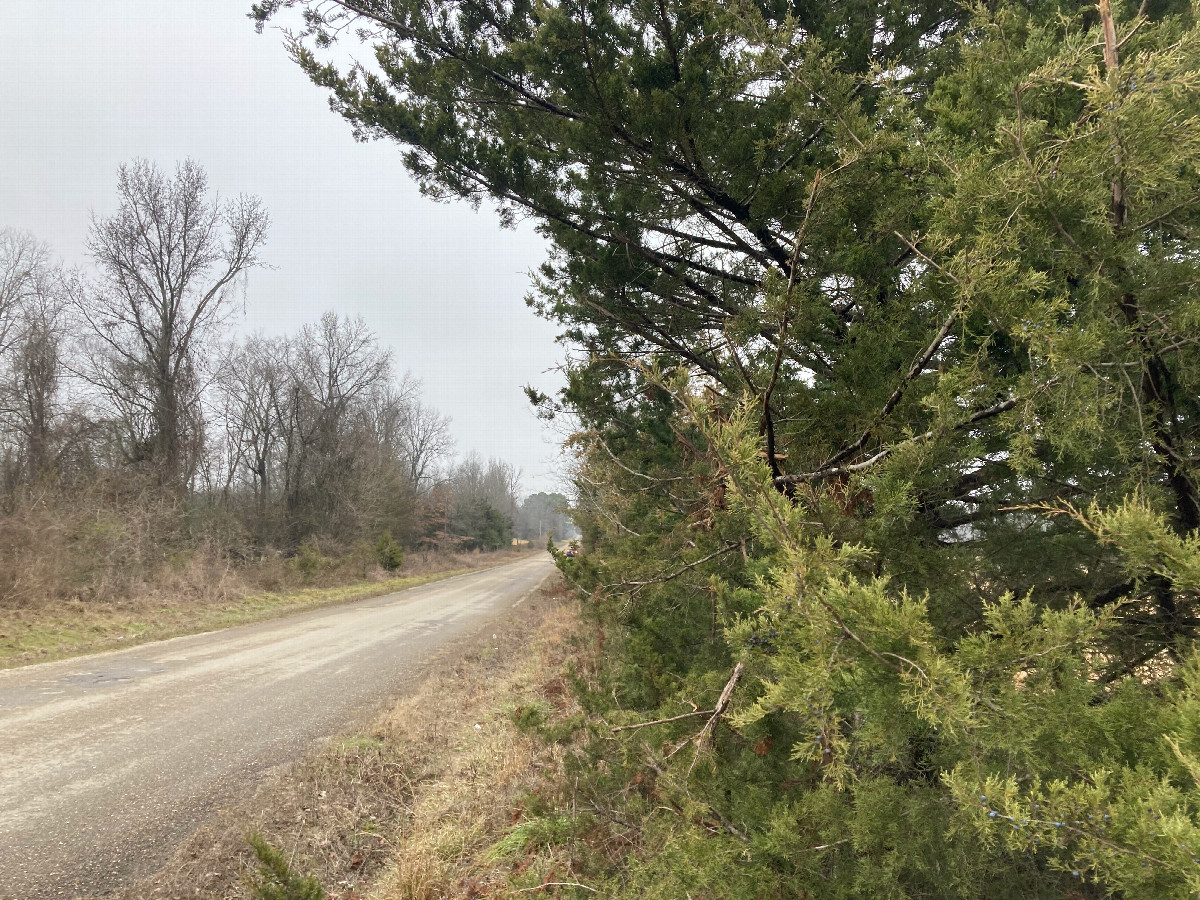 Looking north from beside the fenceline, about 9 meters west of the point