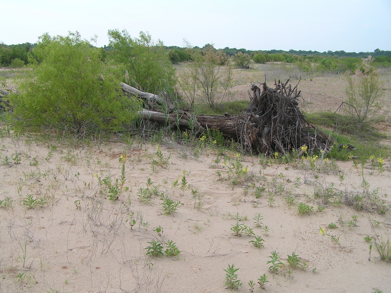 Site of the confluence of 34 North 98 West, looking north.  The confluence point is 1 meter in front of the tree log.