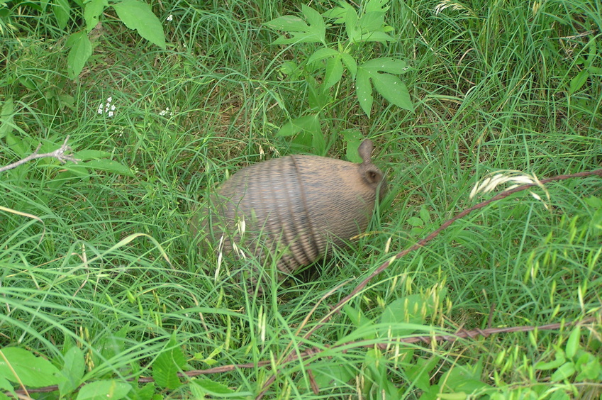 Another visitor--an armadillo--just south of the confluence, at the edge of the grassy field.