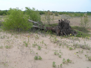 #1: Site of the confluence of 34 North 98 West, looking north.  The confluence point is 1 meter in front of the tree log.