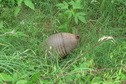 #8: Another visitor--an armadillo--just south of the confluence, at the edge of the grassy field.