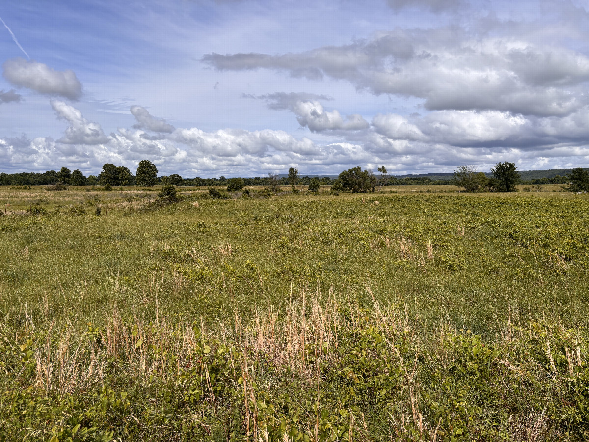 View to the east from the confluence. 