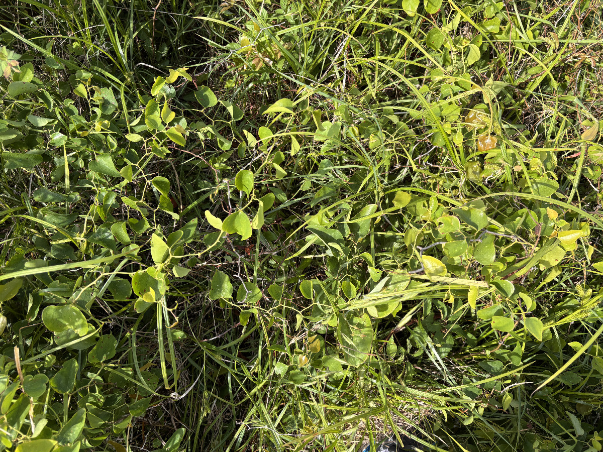 Ground cover at the confluence. 