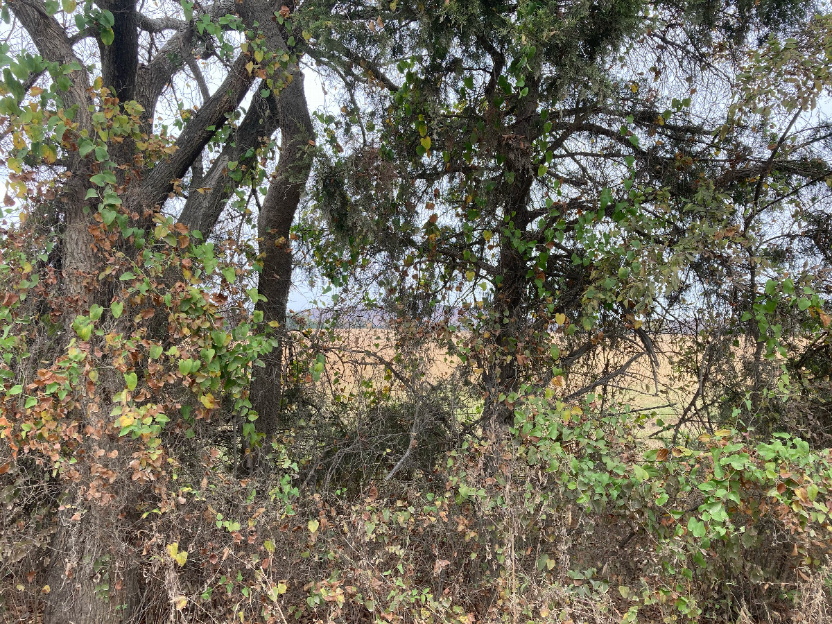 Looking north from the confluence