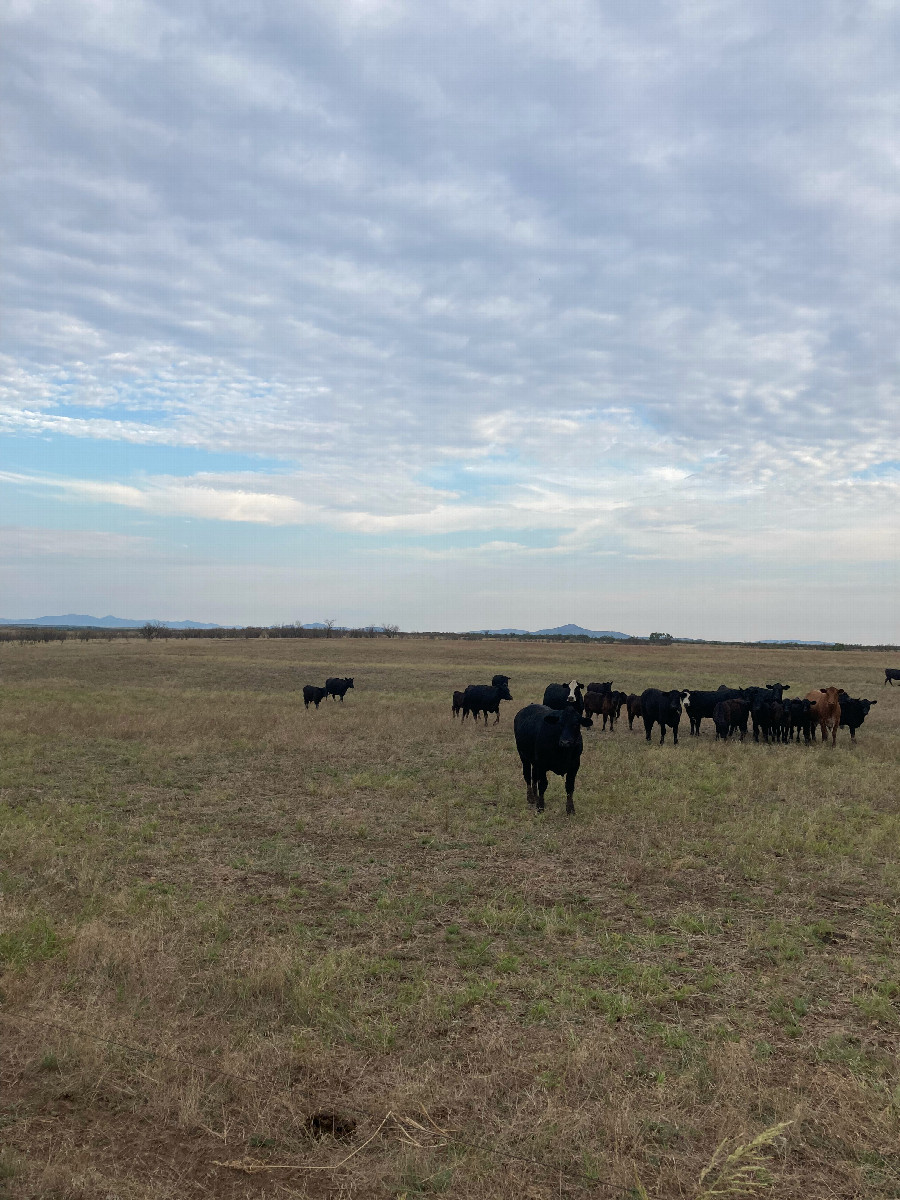 Curious cows along the path to the confluence reservoir