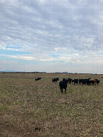 #8: Curious cows along the path to the confluence reservoir