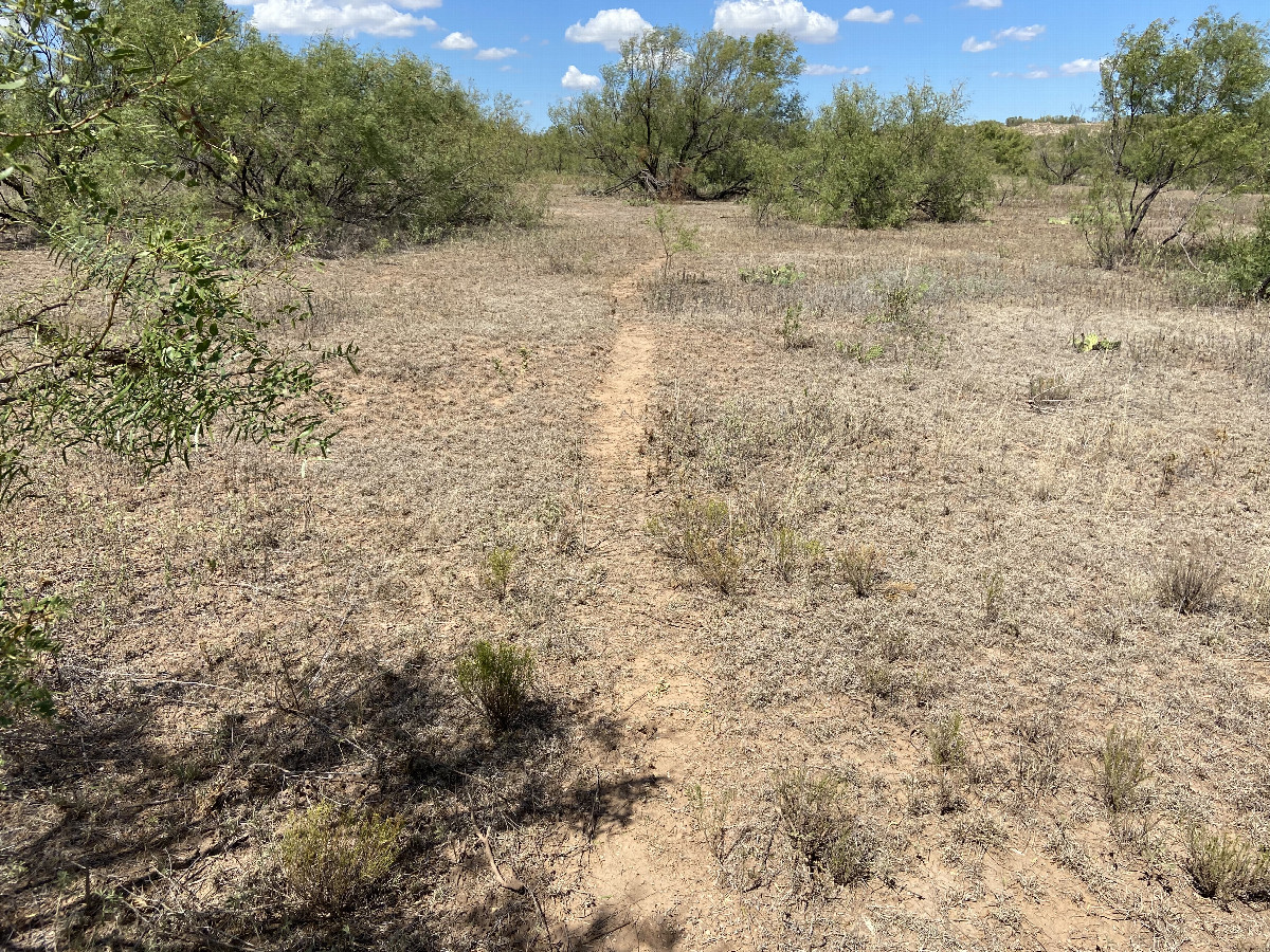 Trail through the Mesquite to and from the confluence point. 