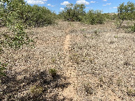#10: Trail through the Mesquite to and from the confluence point. 