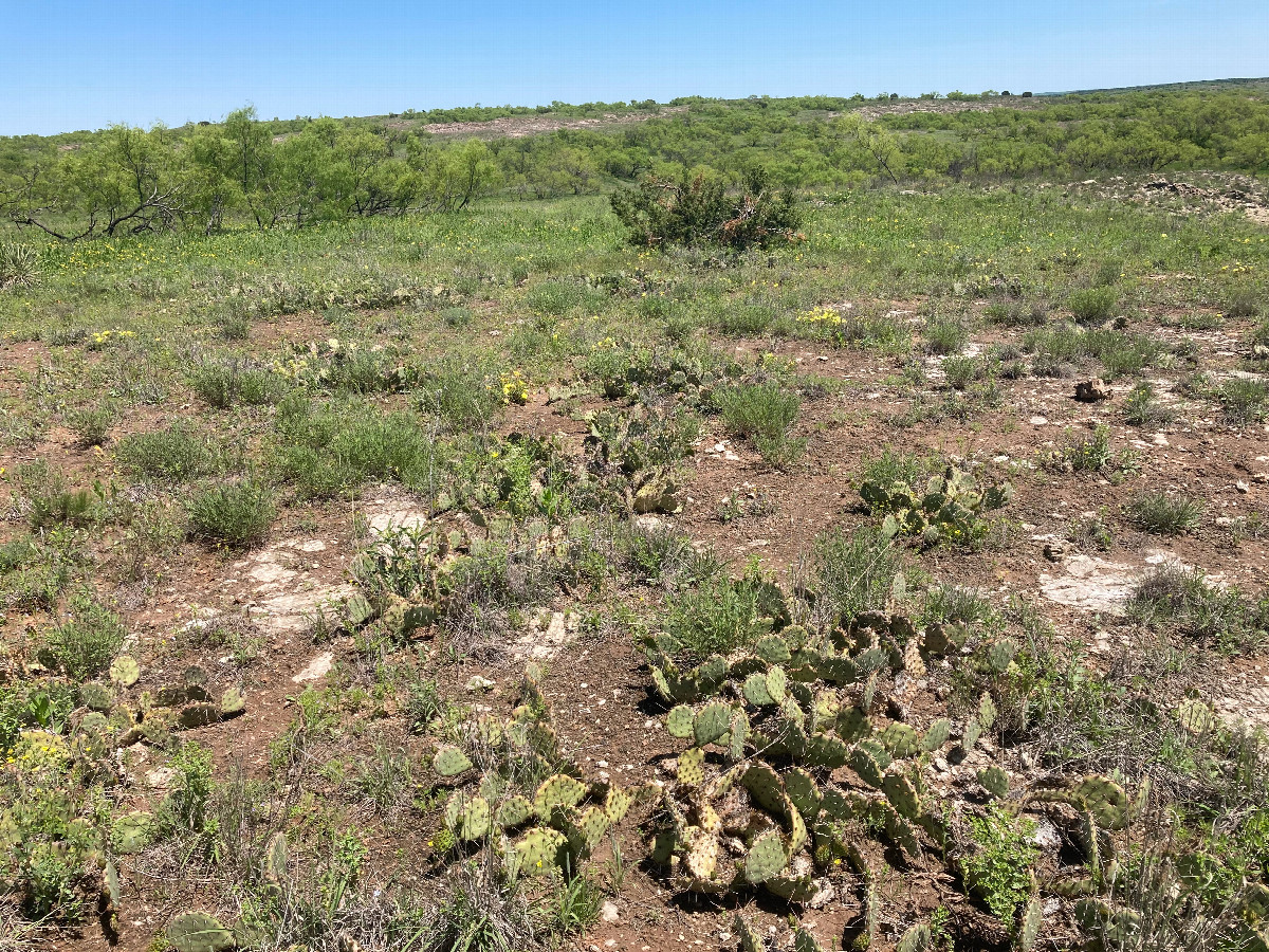A patch of cacti