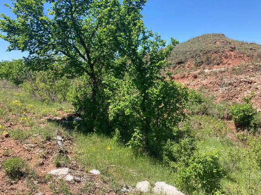 #1: Looking southwest at 35N 100W, located in the grass in front of the treees