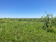 #7: A green scene along our walk