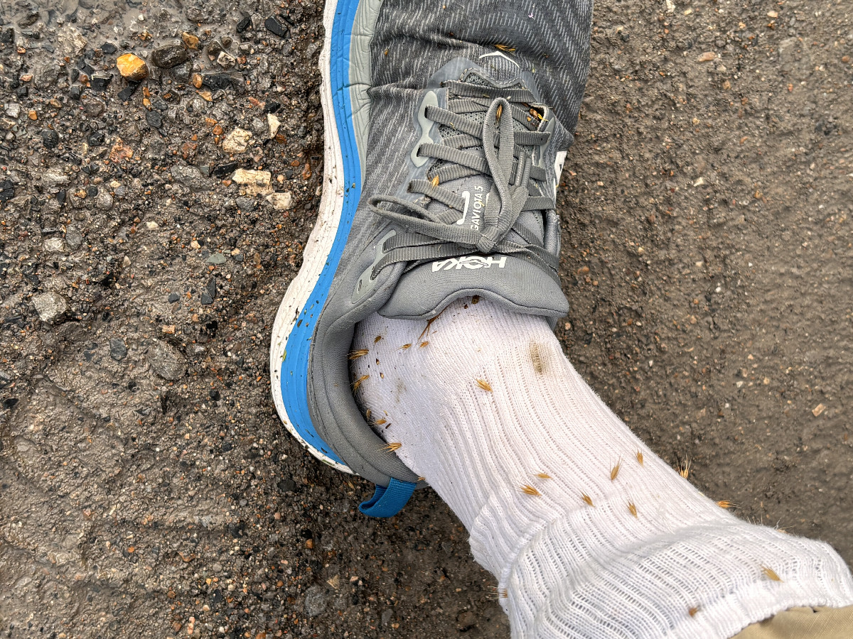 These took several days to pick out of my socks. 