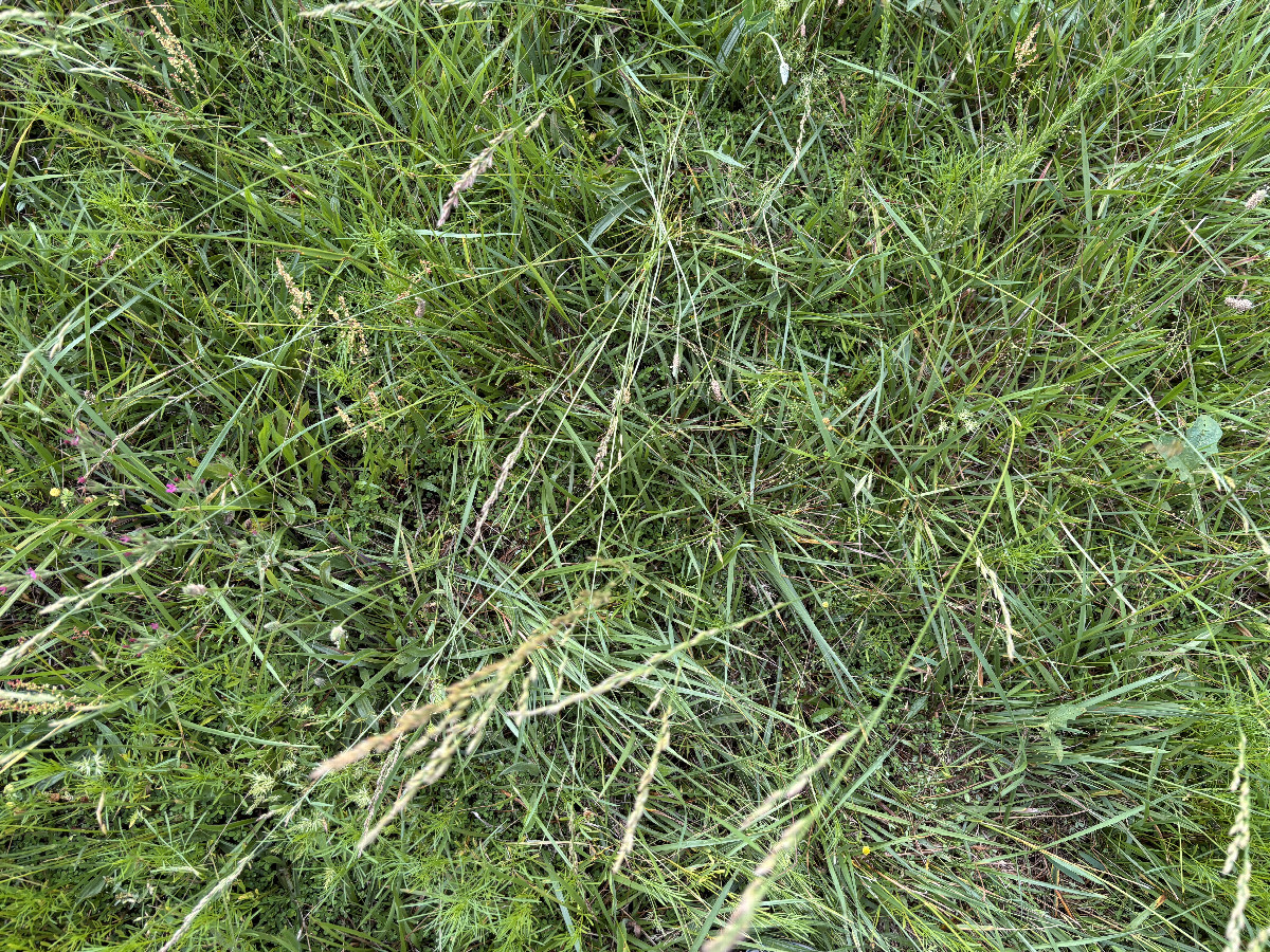 Ground cover at the confluence. 