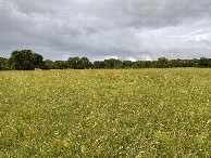#3: View to the east from the confluence. 