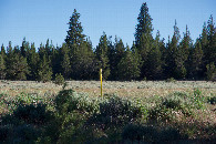 #12: From ground level, the Ruby Pipeline is now marked by a series of yellow warning posts