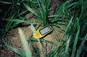 #4: Still life with green wheat and GPS
