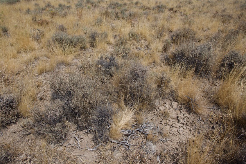 The confluence point lies on a large, flat, remote grass/sagebrush-covered plain