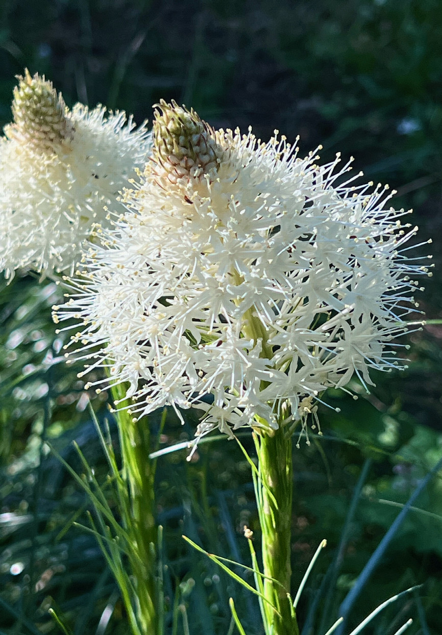 Bear Grass - frequently seen on the trail