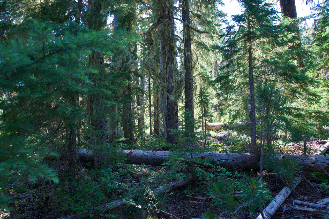 The confluence point lies in a small forest clearing.  (This is also a view to the West.)