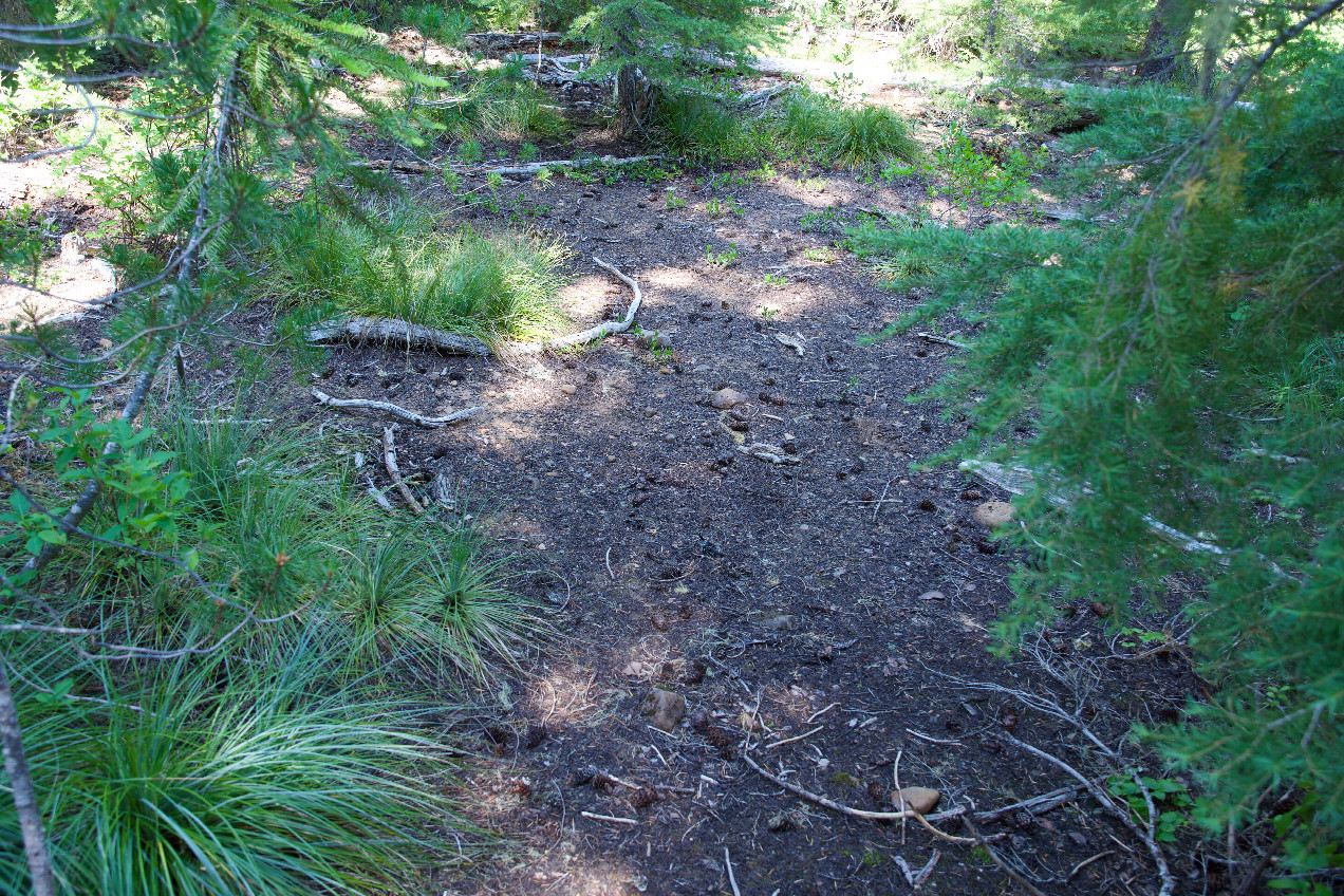 Ground cover at the confluence point