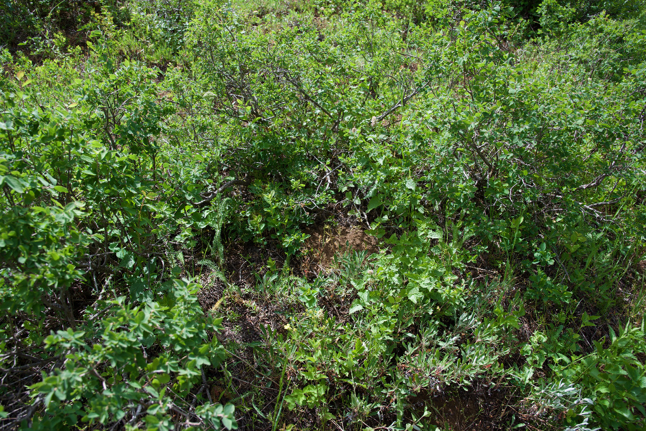 Ground cover at the confluence point