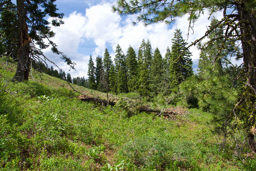 #1: The confluence point lies next to a forest clearing, at an elevation of about 5,200 feet. (This is also a view to the North)