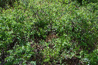 #5: Ground cover at the confluence point