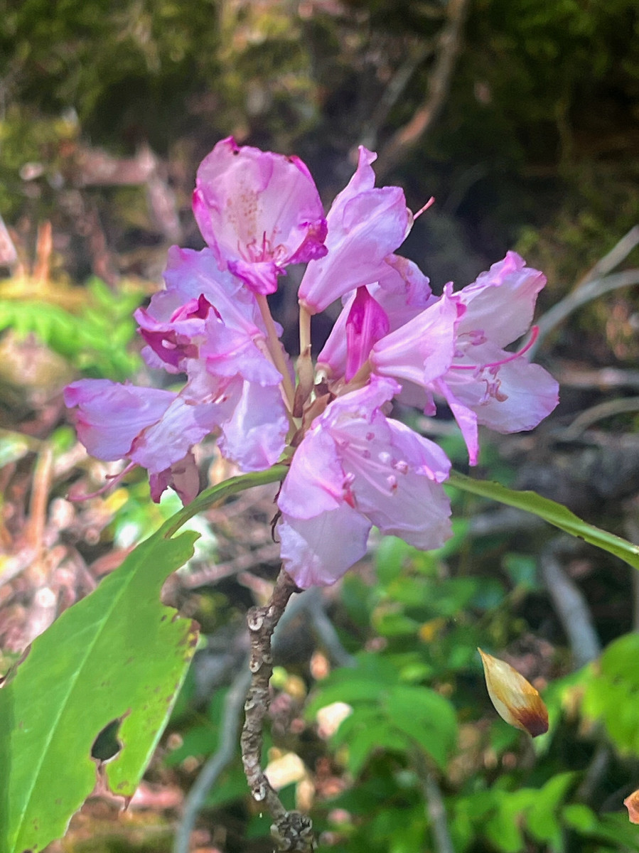 A Pacific Rhododendron, growing wild near the point