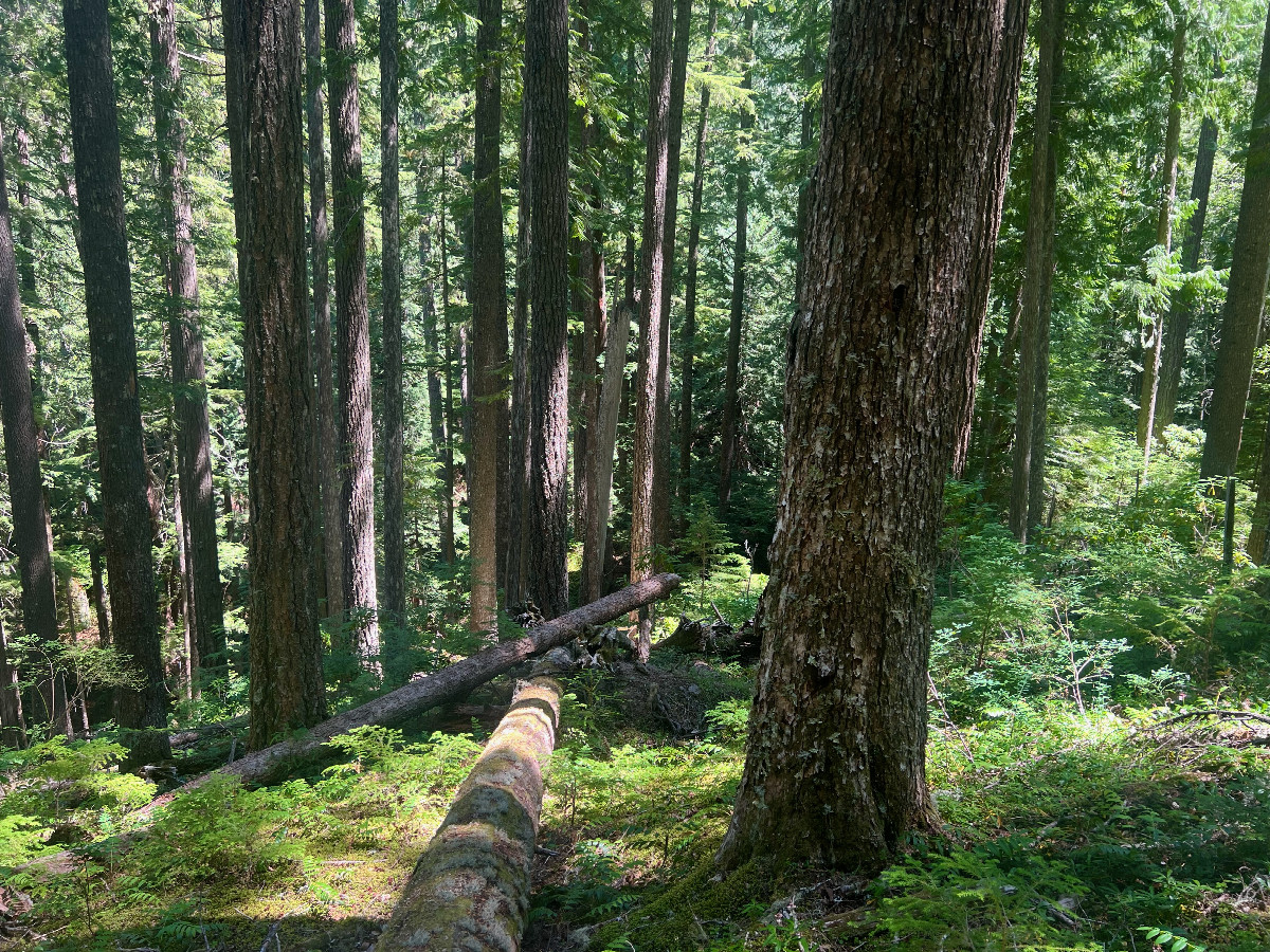 The confluence point lies on a steep slope within the Mount Hood National Forest.  (This is also a view to the East.)