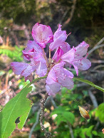 #12: A Pacific Rhododendron, growing wild near the point