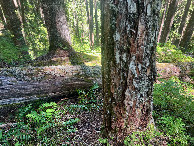 #5: Ground cover at the confluence point