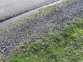 #7: Pavement and grasses:  Groundcover at the confluence point.