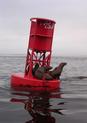 #7: Seals resting on Columbia River buoy 2SJ